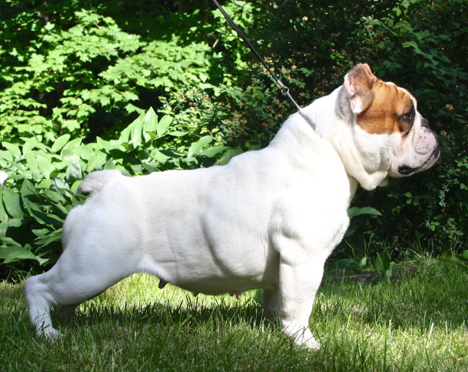 Шорти Булл Shorty bull