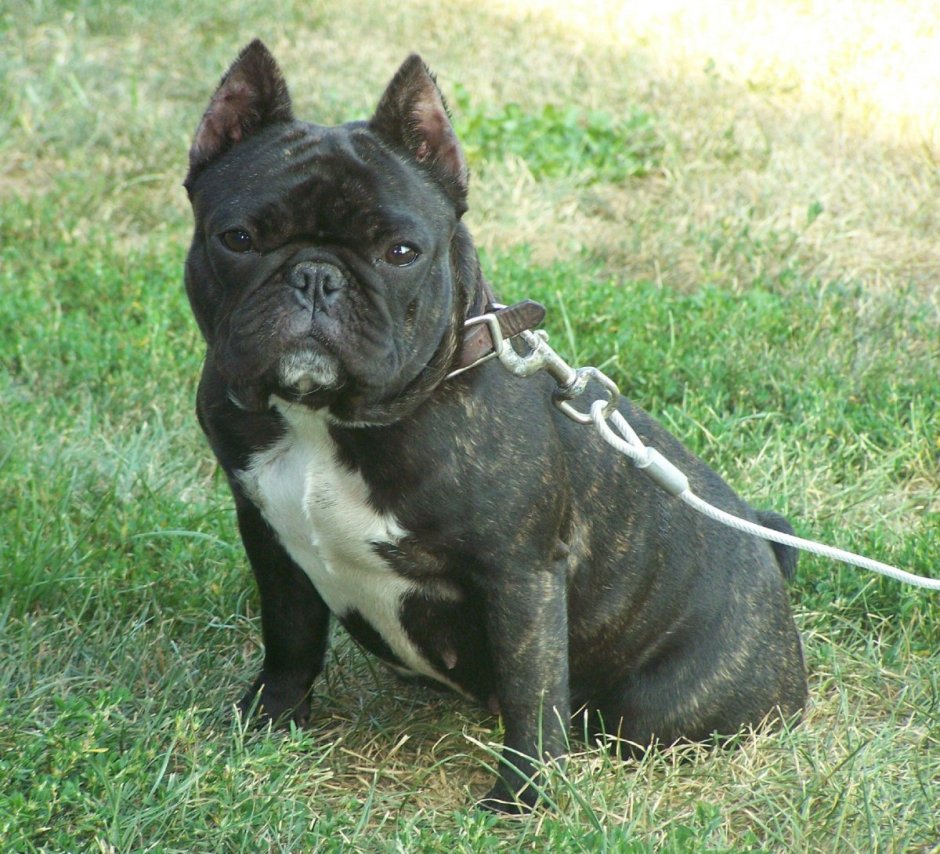Шорти Булл Shorty bull