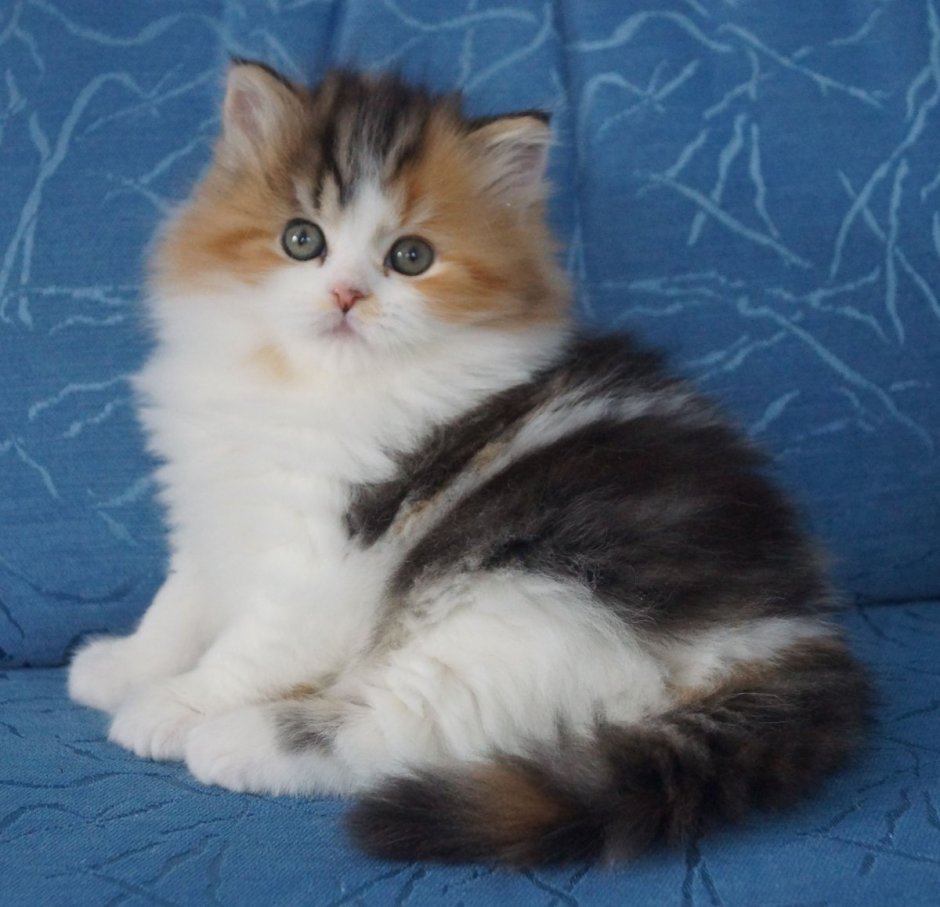 Шотландская кошка прямоухая длинношерстная