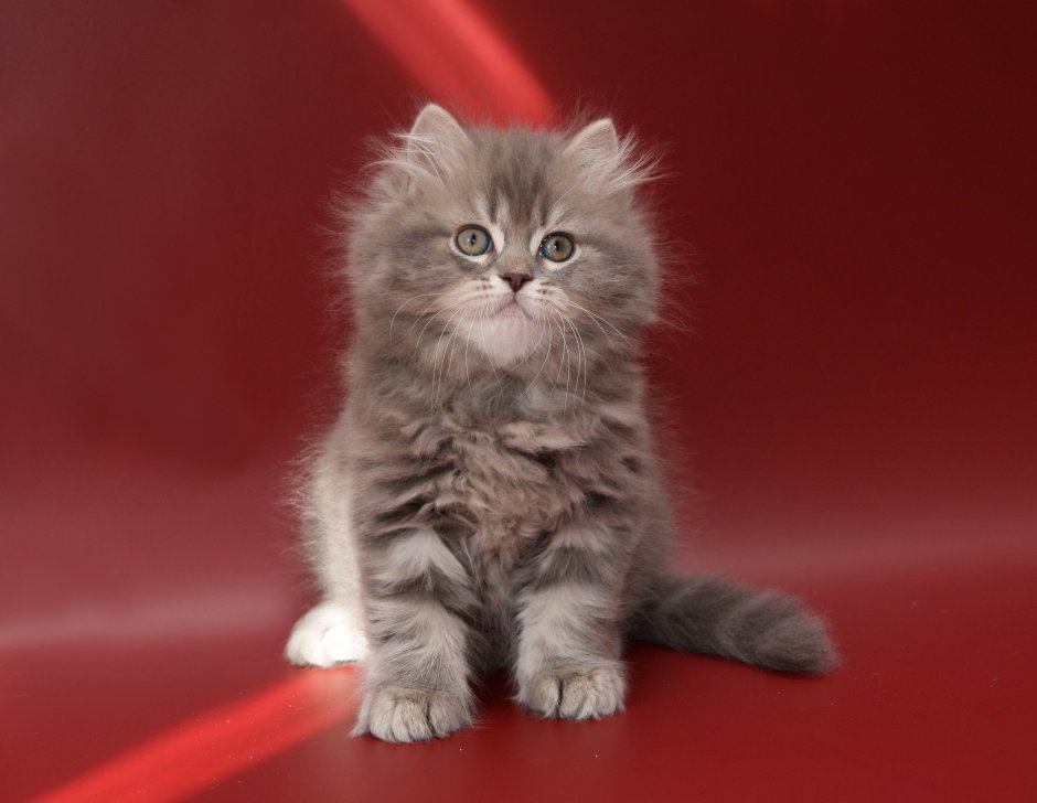 Шотландская кошка прямоухая длинношерстная
