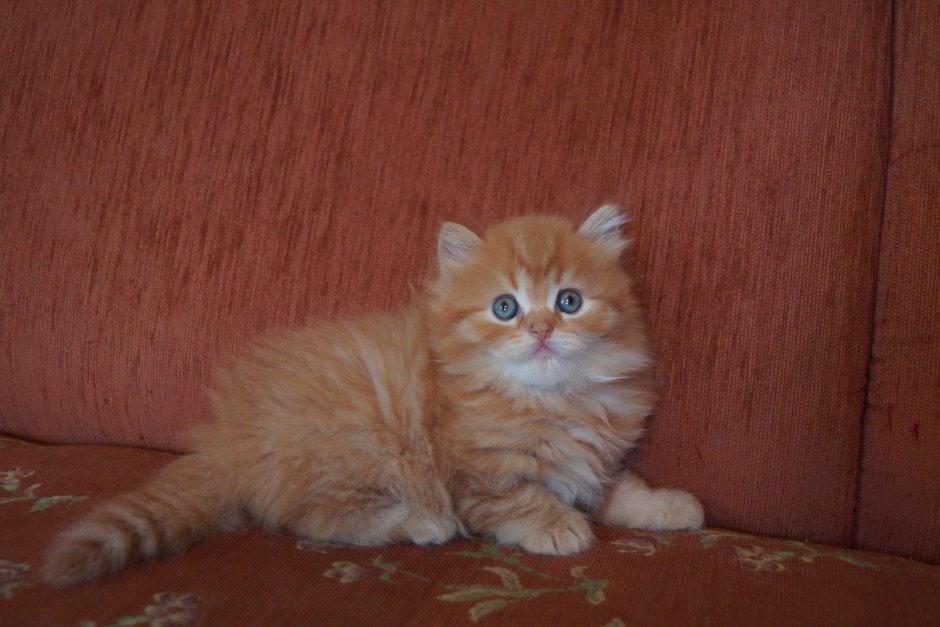 Шотландская кошка хайленд страйт