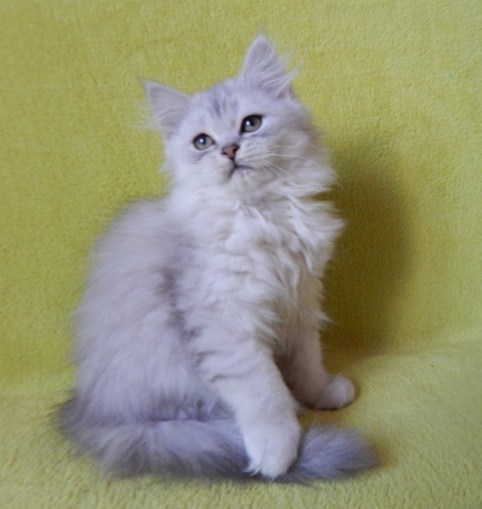 Шотландские рыжие котята страйт хайленд