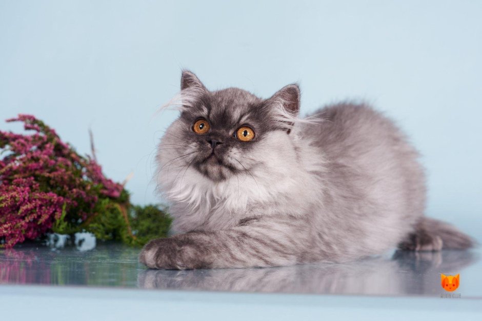 Шотландский хайленд страйт