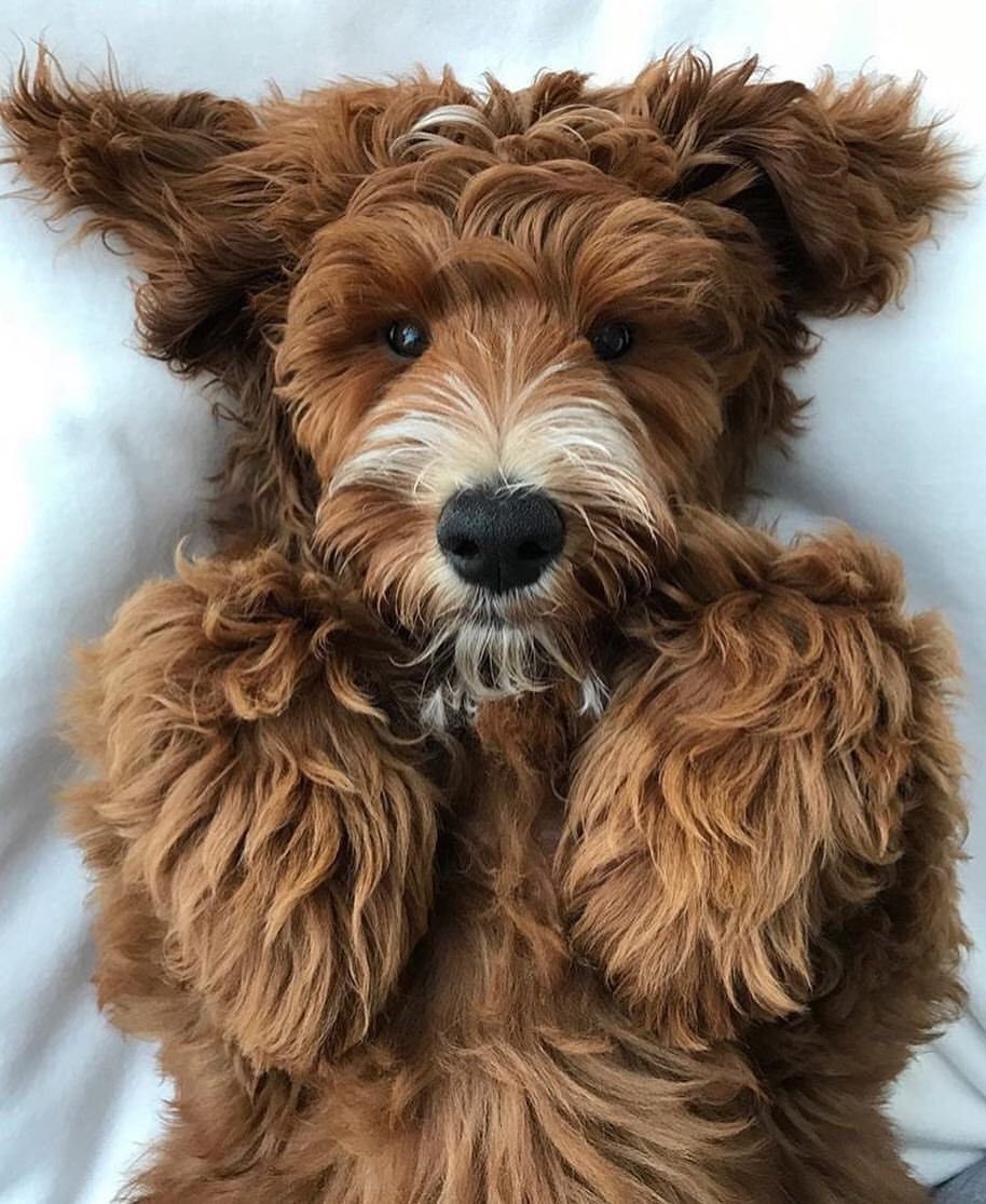 Шпиц белоснежный Шиллер