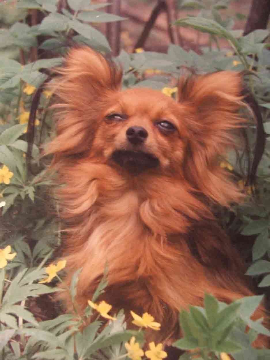 Учебно дрессировочная площадка каштанка Чехов