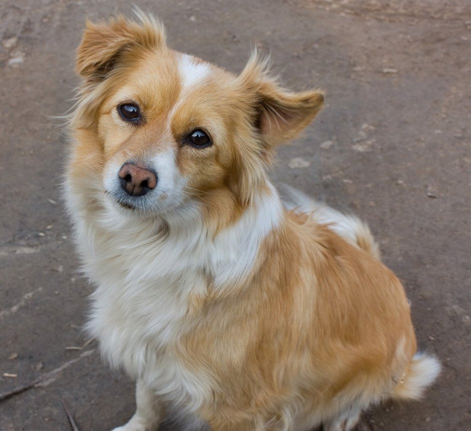 Каштанка порода