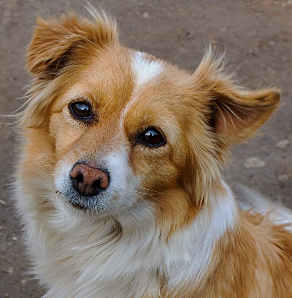 Дворняги каштанка