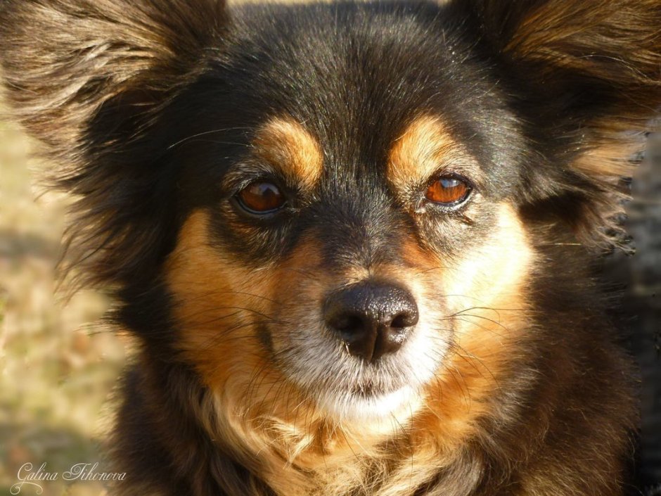 Каштанка собака дворняжка