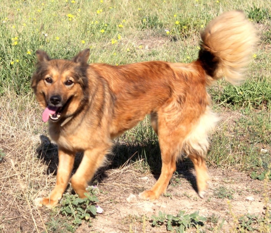 Русская каштанка собака