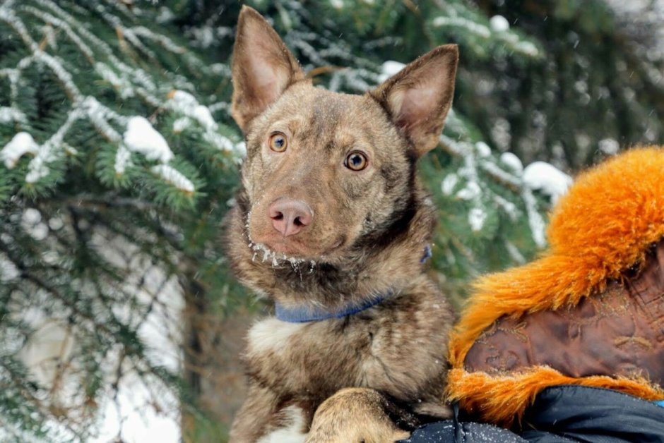 Приют собак Чебоксары собака каштанка