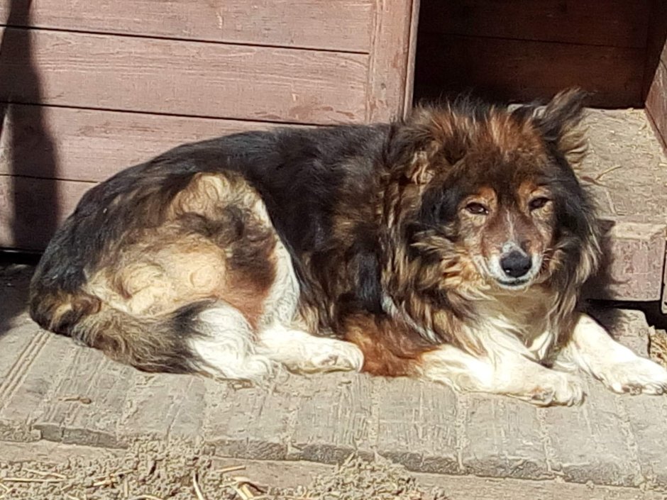 Собака типа каштанка