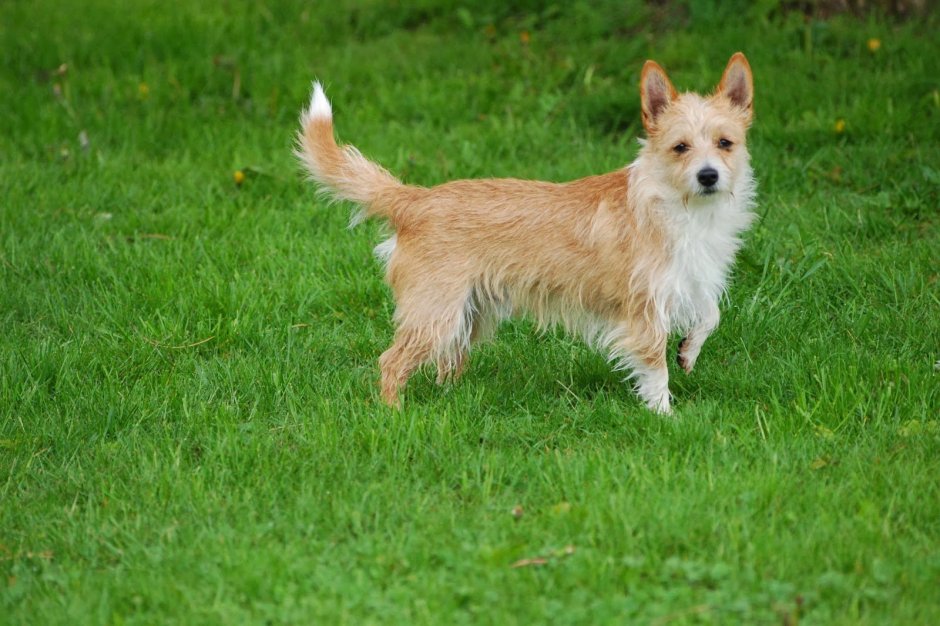 Рыжая собака дворняга