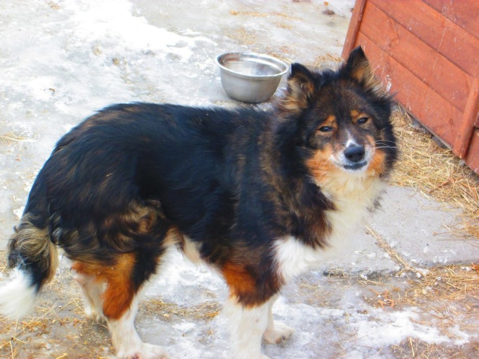 Русская каштанка собака