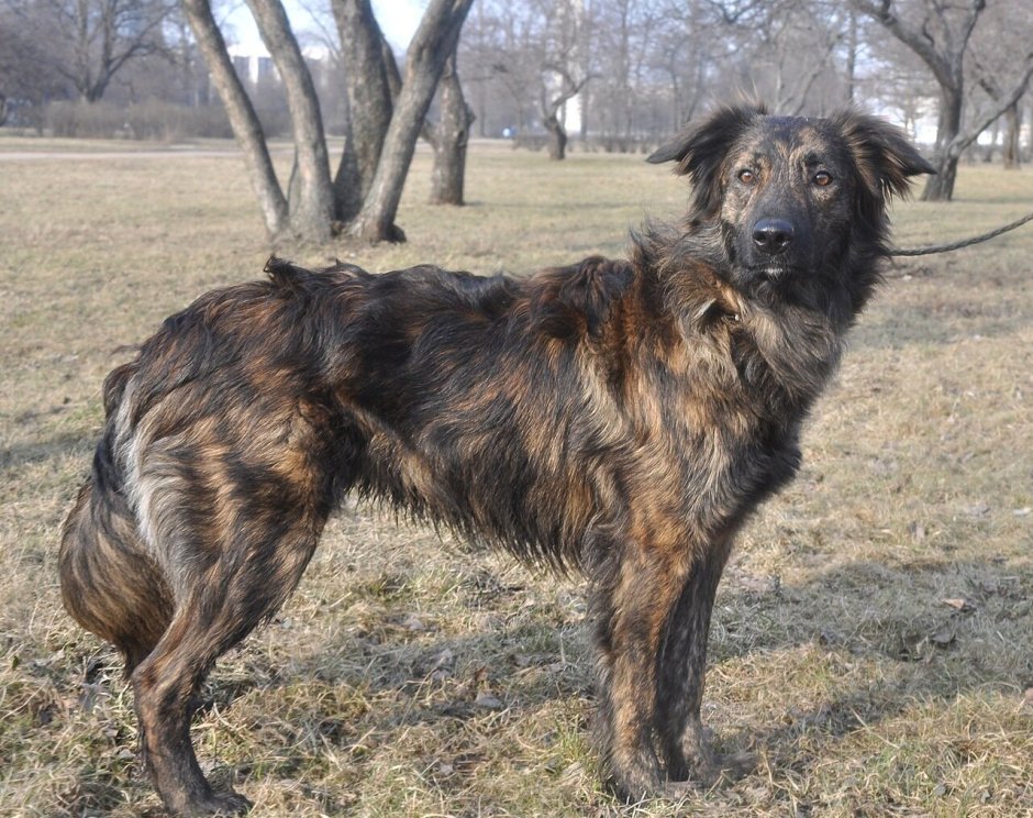 Русская каштанка порода