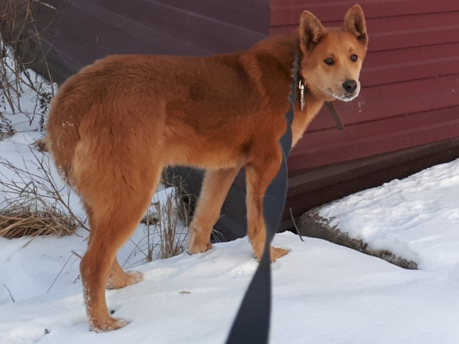 Укороченная собака