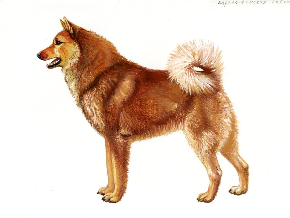 Карело-финская лайка рисунок