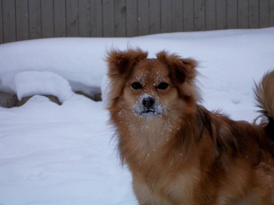 Померанский аусси