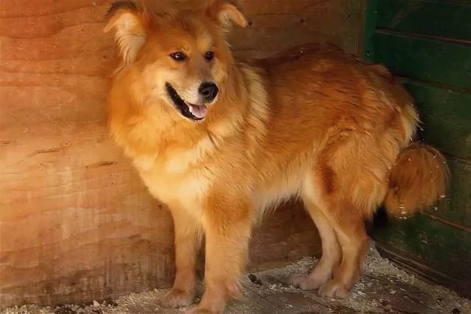 Колли овчарка черная