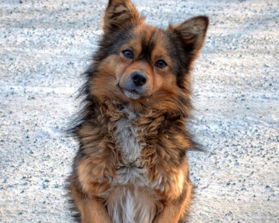 Собака дворняжка длинношерстная