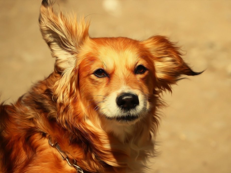 Маленькая рыжая собачка