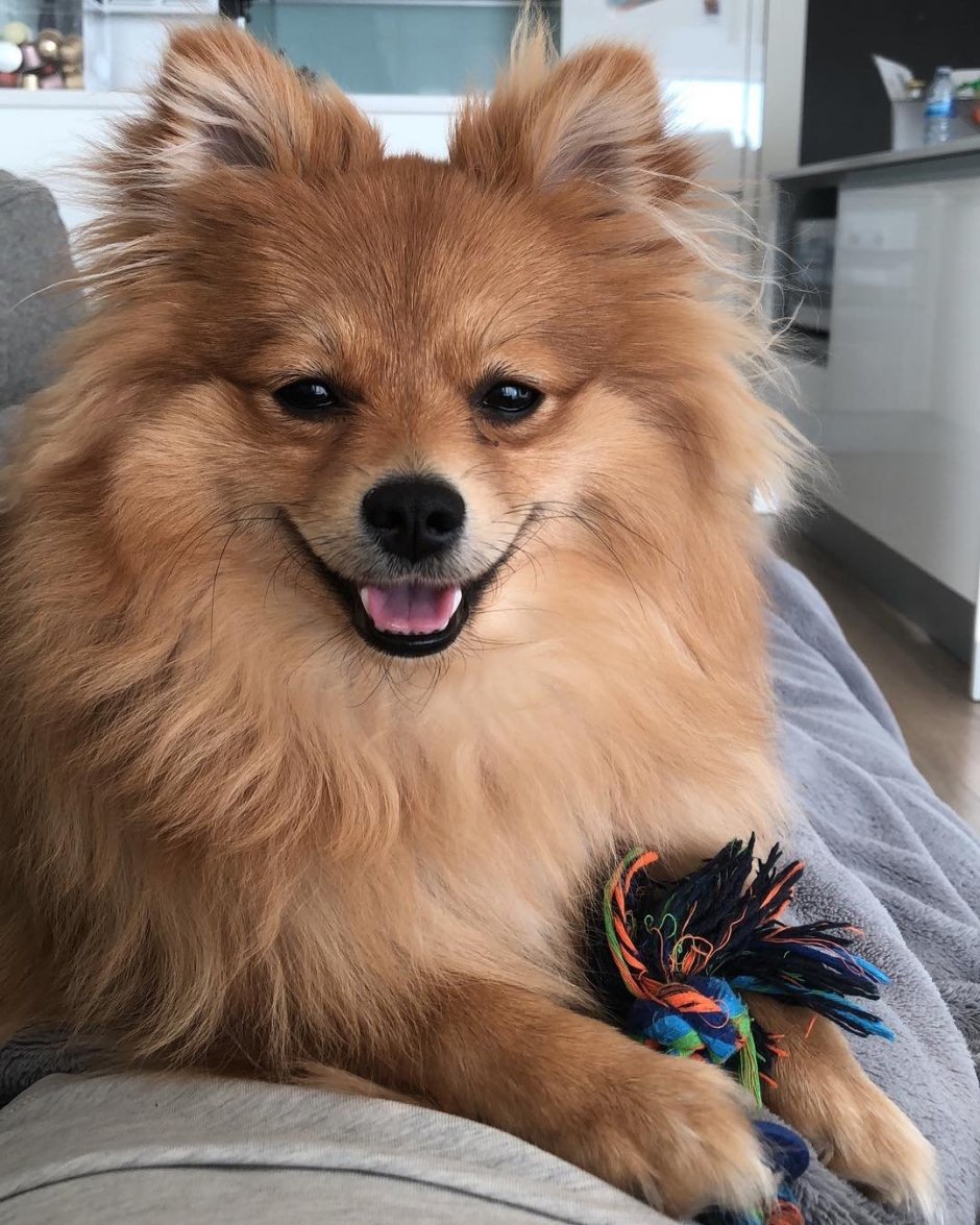 Каштанка Чехов иллюстрации Геннадия Спирина