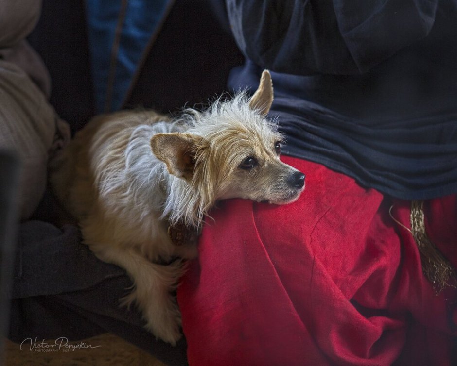 Домашние животные