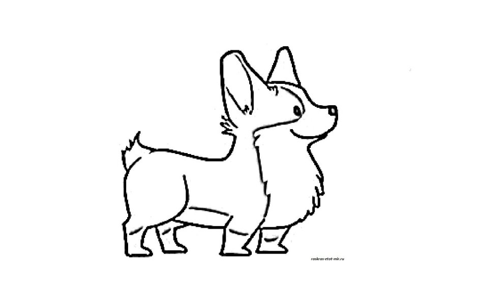 Чихуахуа собачка длинношерстная