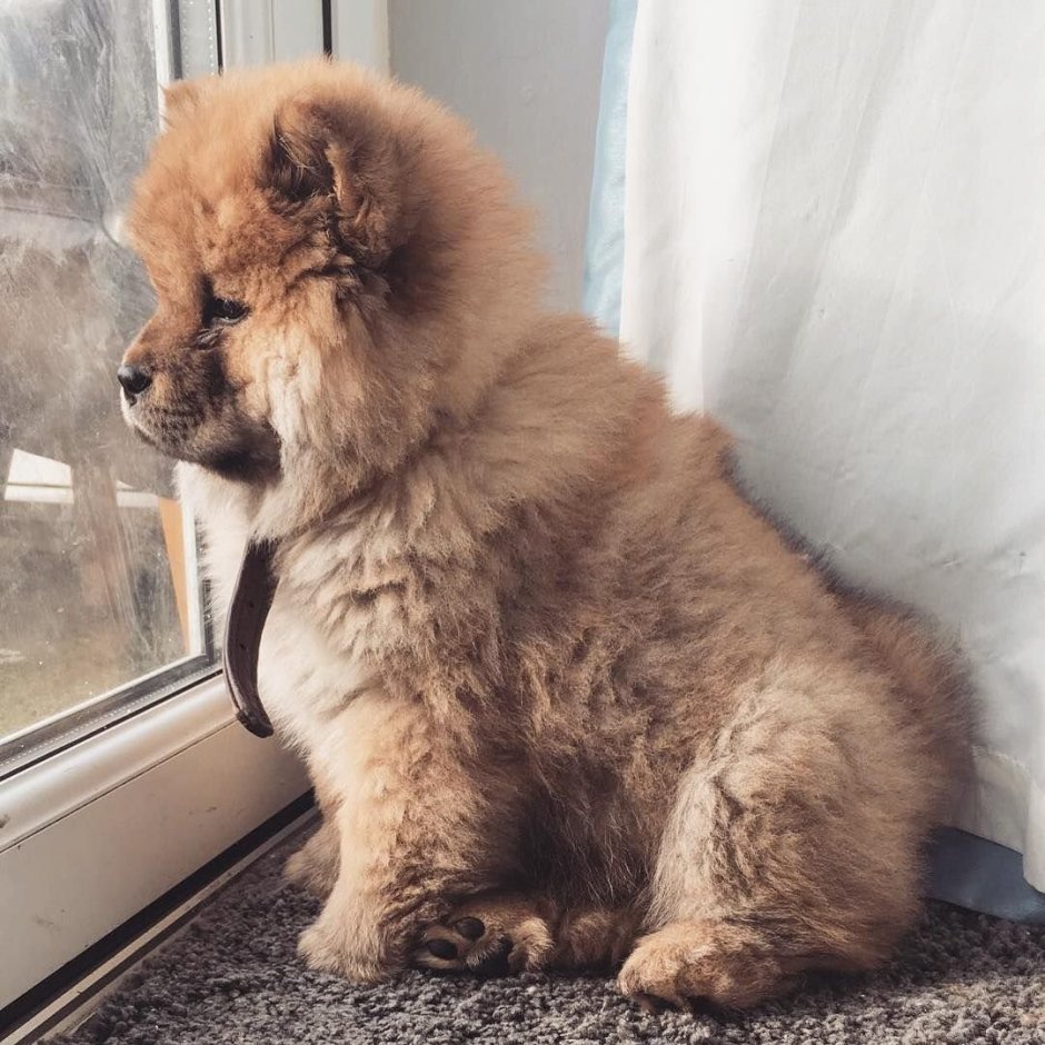 Корги раскраска для детей