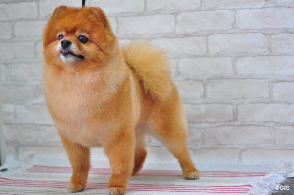 Каштанка животное