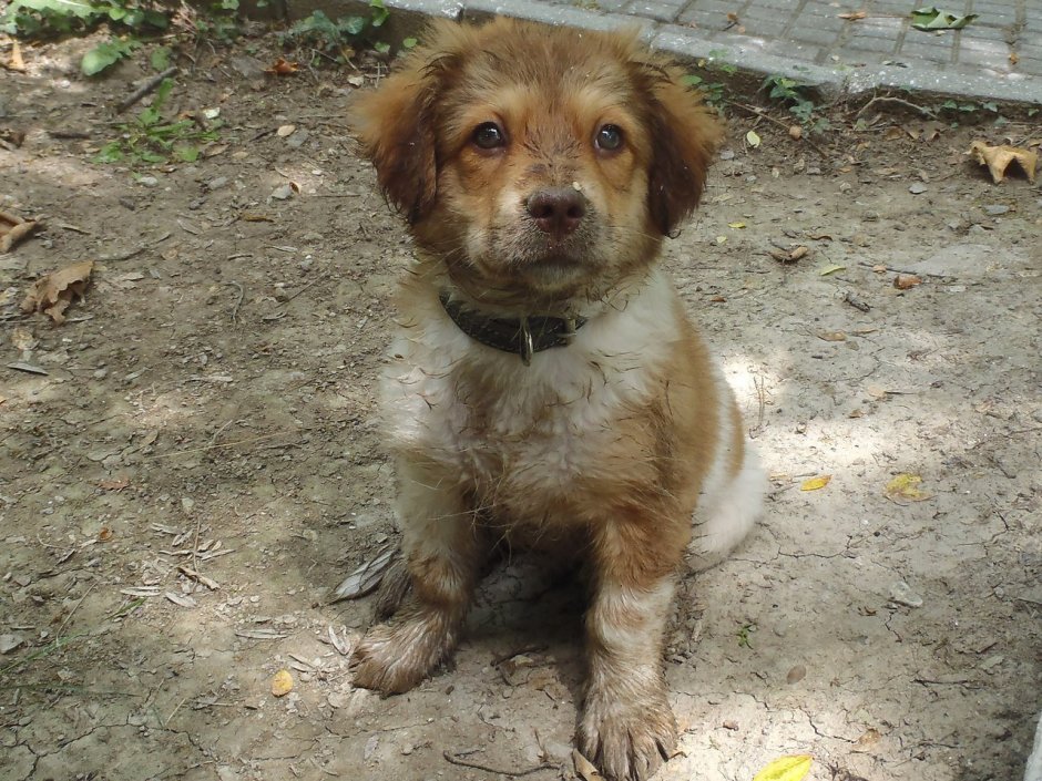 Королева Виктория и шпиц Марко