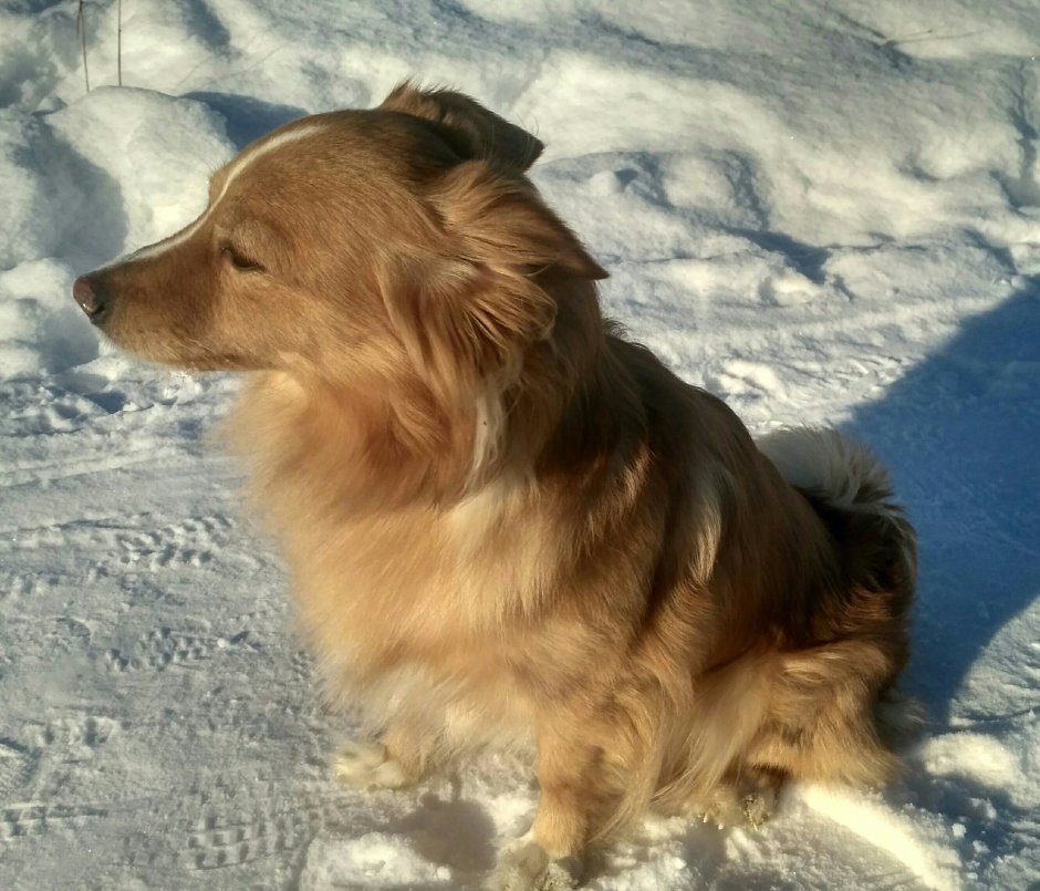 Длинношерстная дворняга рыжая