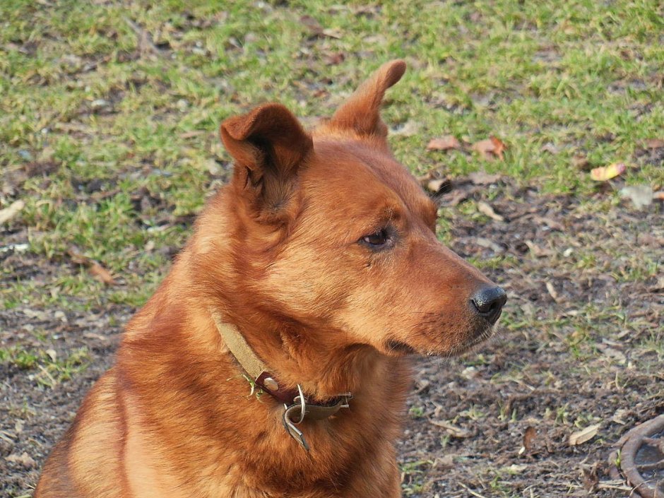 Порода Чеховской каштанки