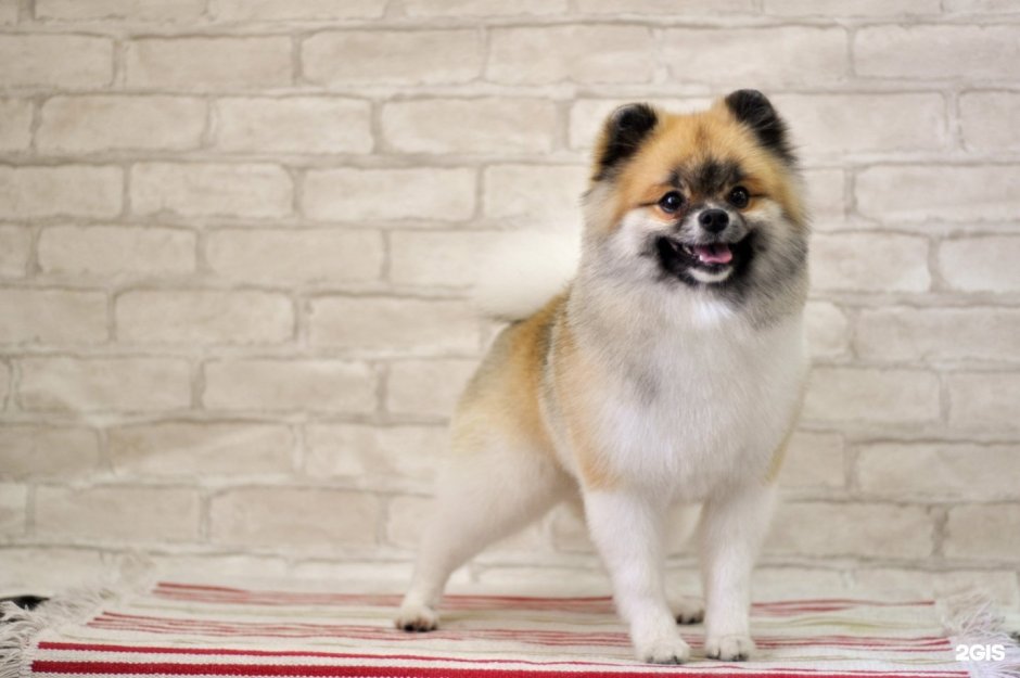 Дворняги каштанка