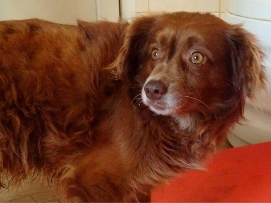 Лежанка сиба ину для сиба ину