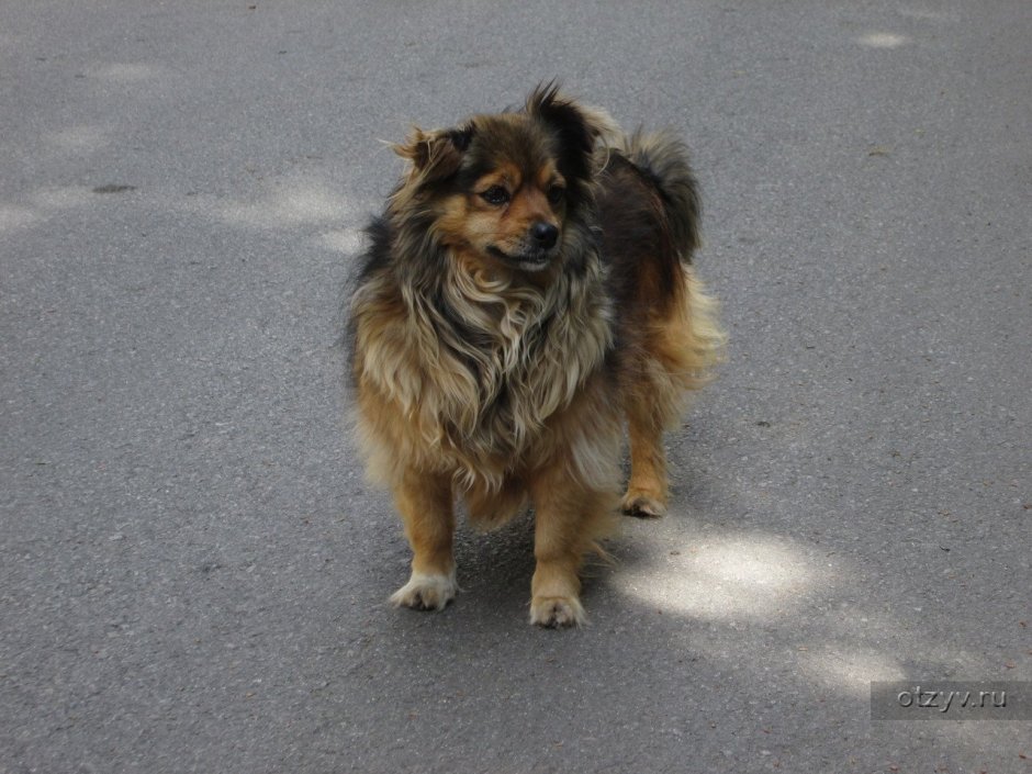 Каштанка собака дворняжка