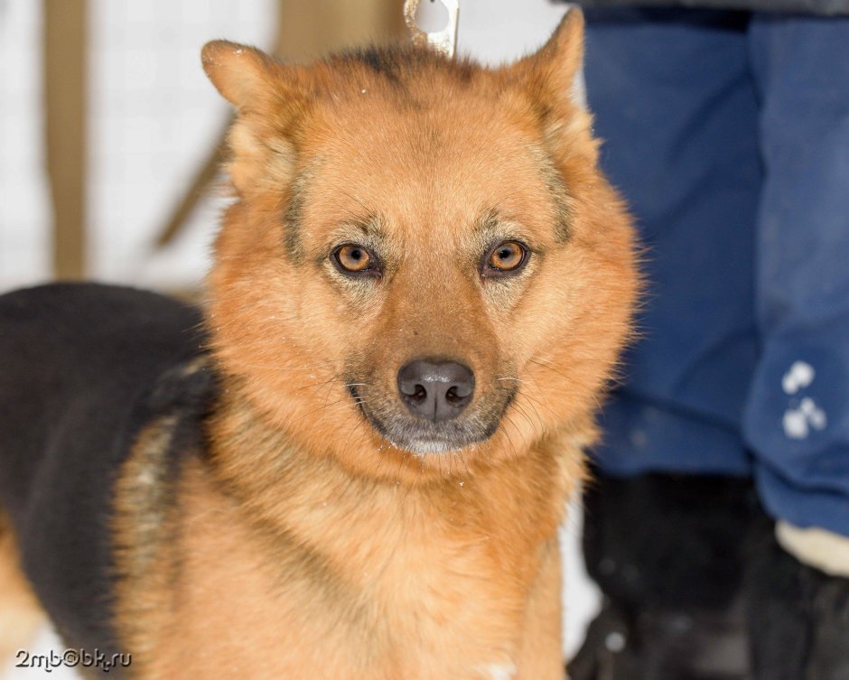 Каштанка порода