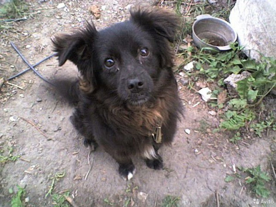 Чау чау и шпиц