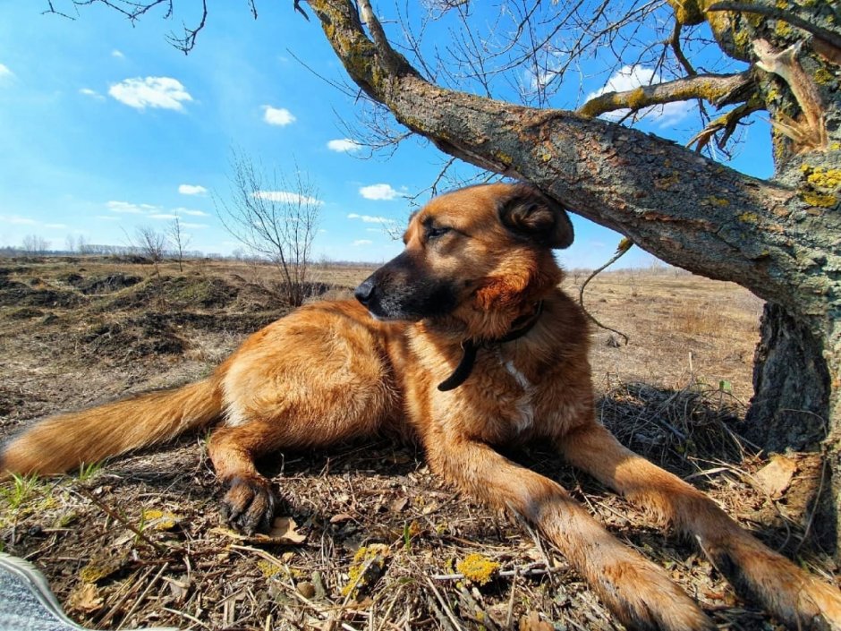 Анастасия про Каштанку