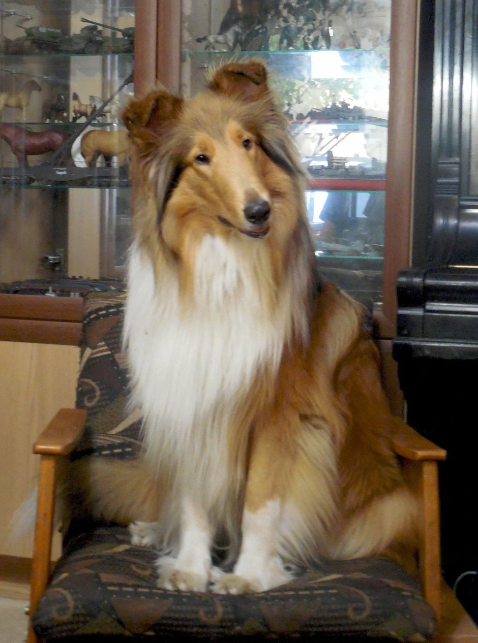 Каштанка порода собаки