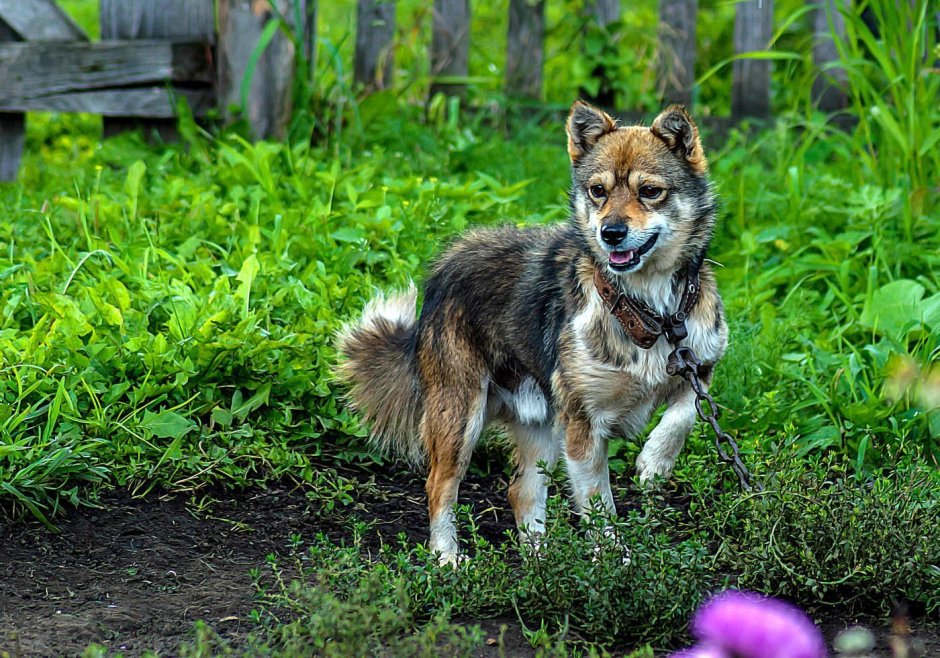 Белая собака с пушистым хвостом