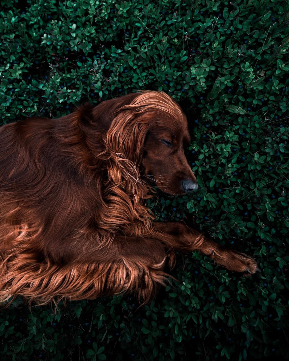 Каштанка. Рассказы