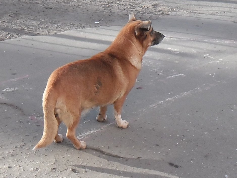 Каштанка диафильм