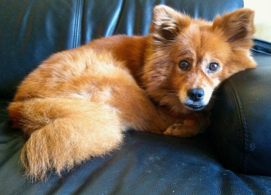 Померанский шпиц лохматый