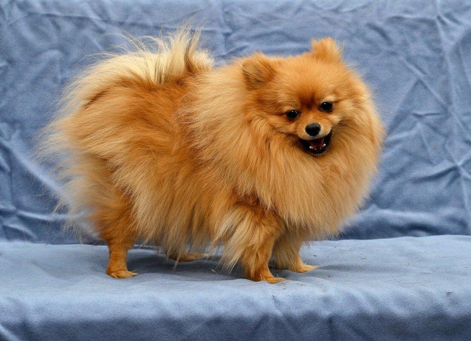 Колли щенок