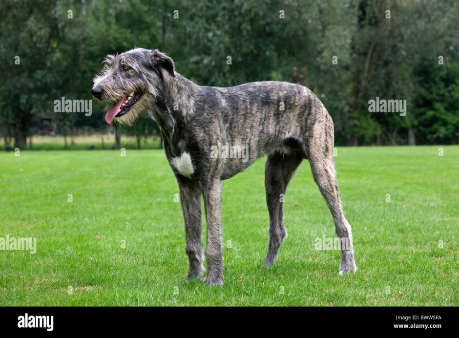 Wolfhound Century