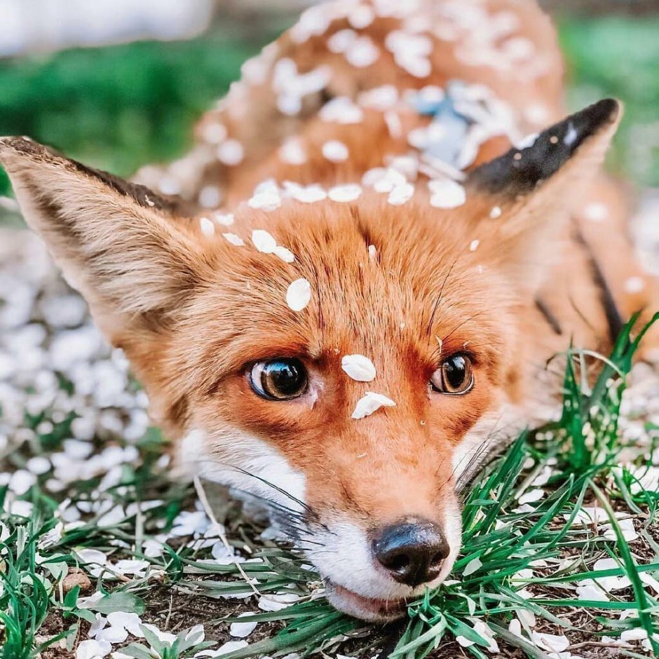 Art of Silverfox лисята