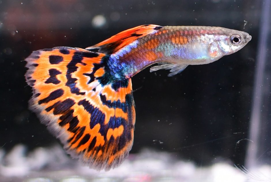 Гуппи Poecilia reticulata