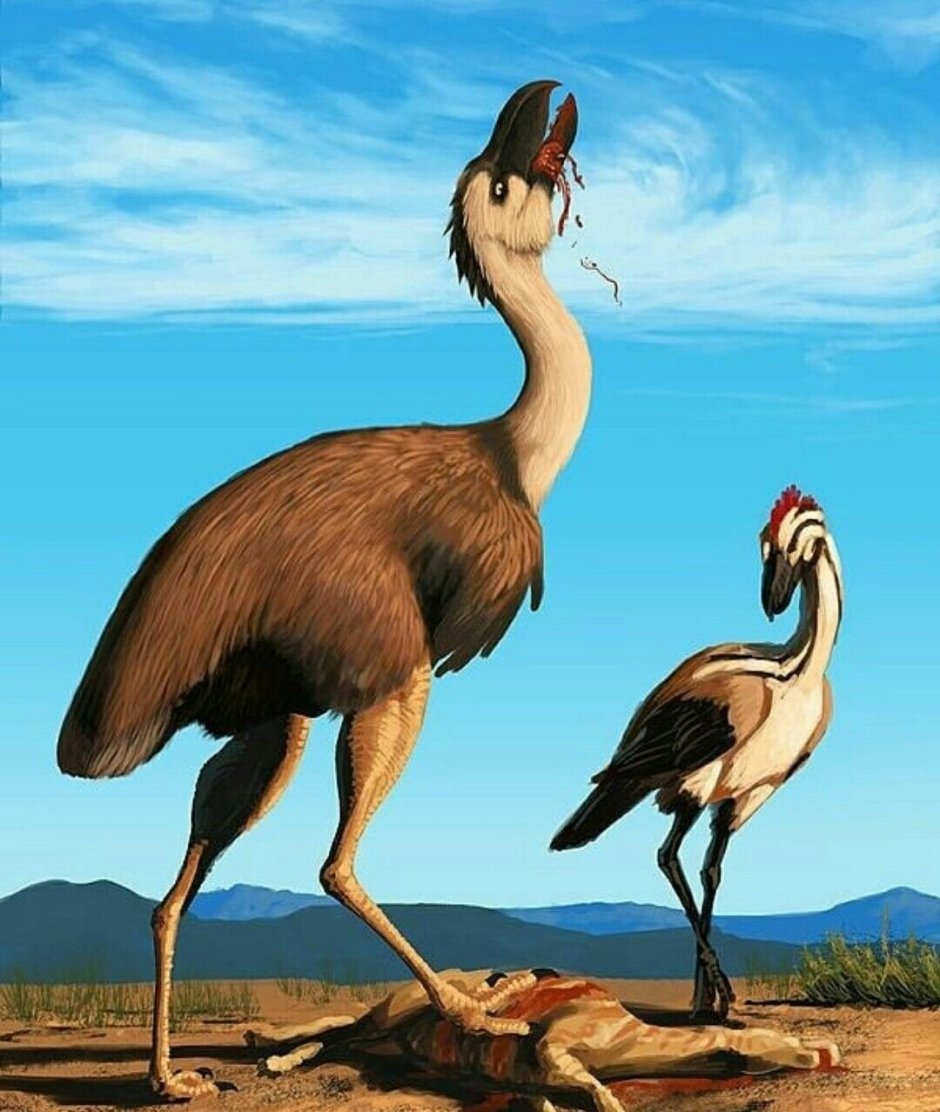Phorusrhacos longissimus