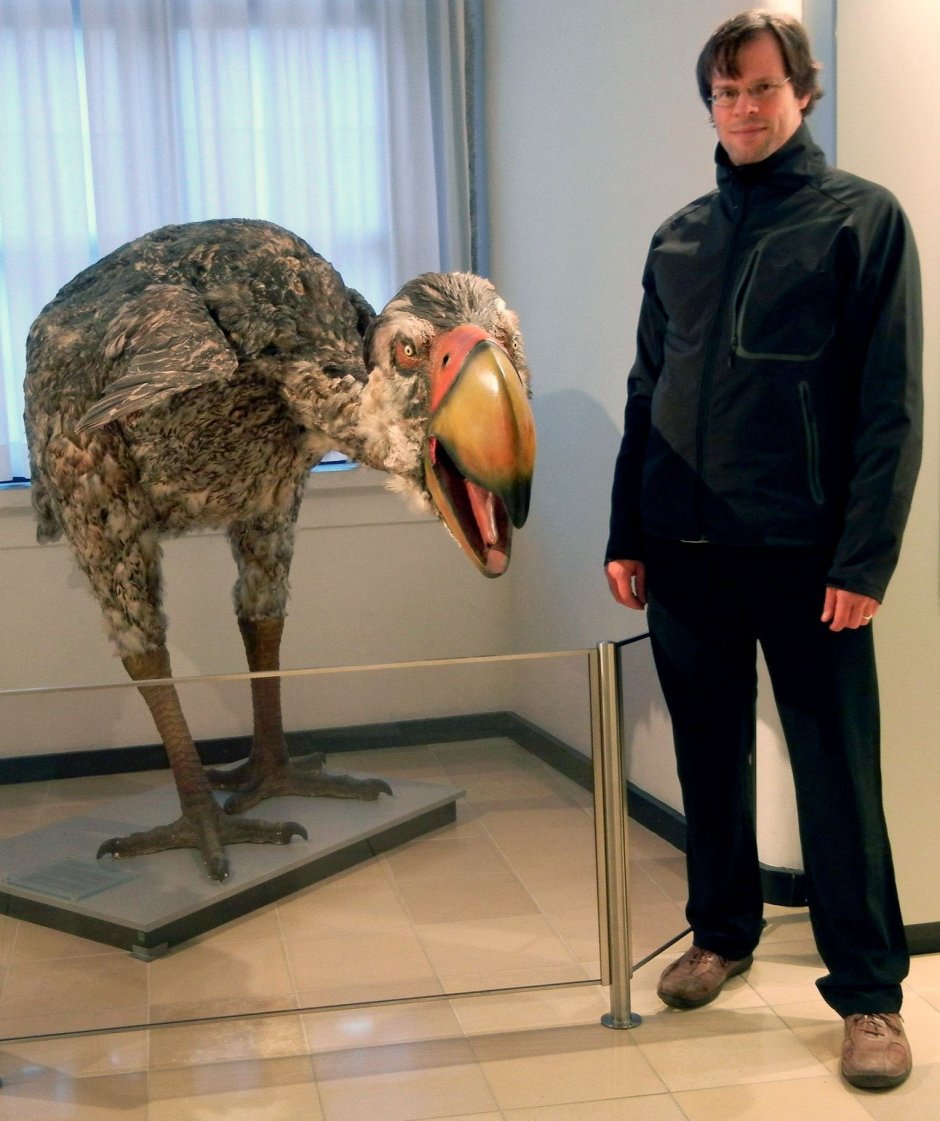 Диатрима скелет