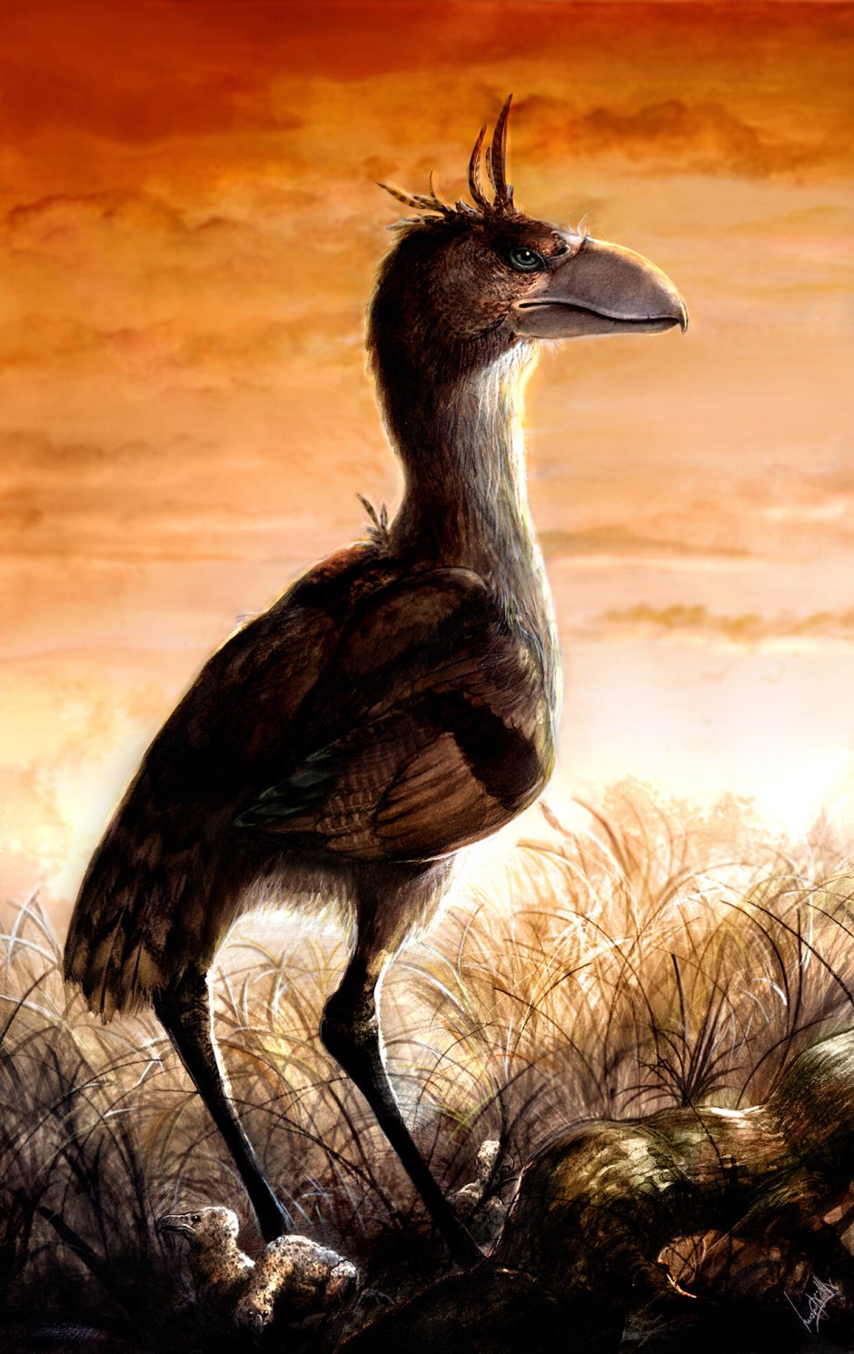 Llallawavis scagliai